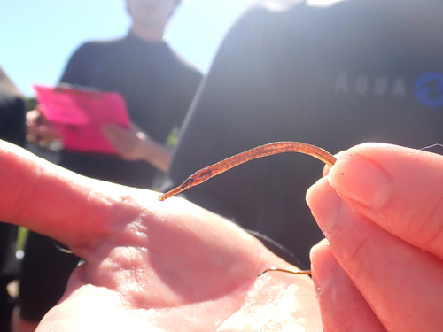 iNaturalist observation photo of Kelp Pipefish