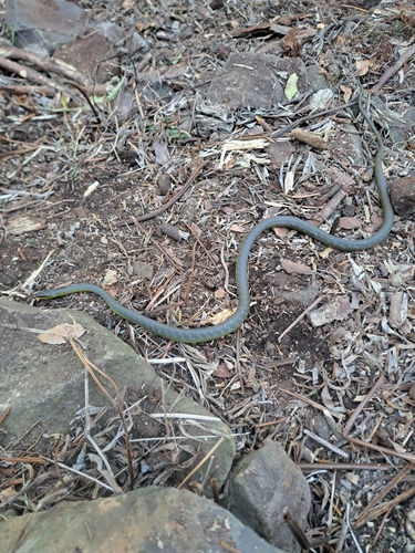 Common Tree Snake sighting