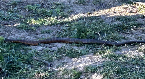 Tiger Snake sighting