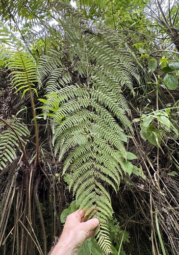 Macrothelypteris setigera