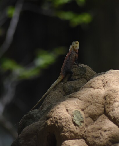 Indian Garden Lizard