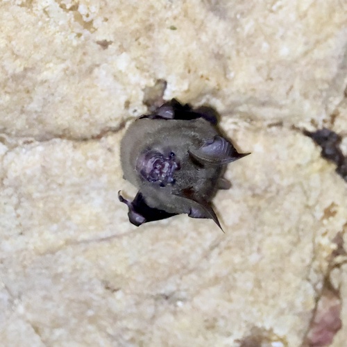 Pendlebury's Roundleaf Bat