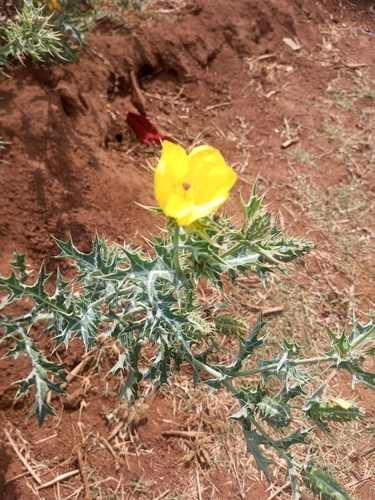 Mexican prickly poppy