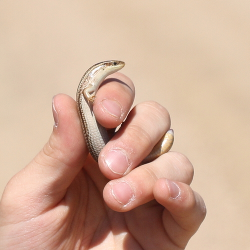Many-lined Skink