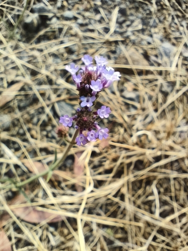 purpletop vervain
