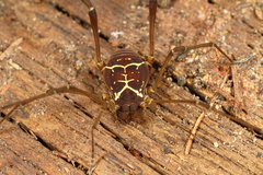 Image of Eucynortula nannocornuta