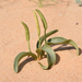 Ophioglossum polyphyllum - Photo (c) Ori Fragman-Sapir, όλα τα δικαιώματα διατηρούνται, uploaded by Ori Fragman-Sapir