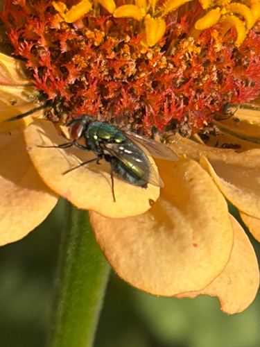 Unknown species found near Janet Dr, Columbus, OH, US