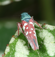 Image of Graphocephala albomaculata