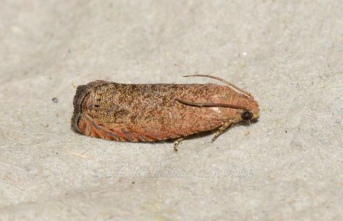 Pea Moth