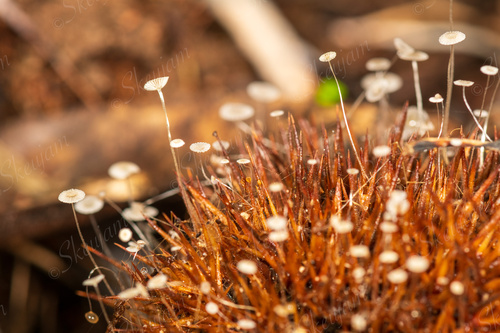Mycena castaneicola