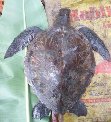 Green Sea Turtle