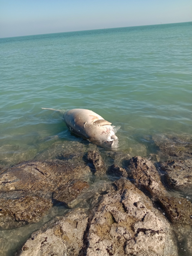 Dugong