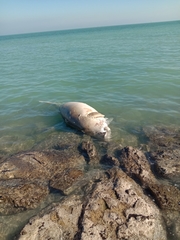 Dugong
