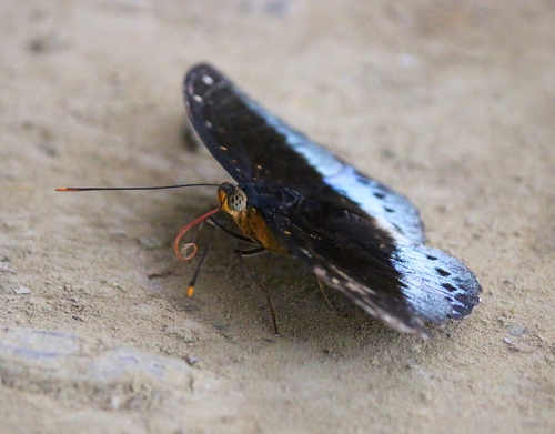 Common Archduke