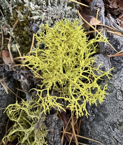 Letharia lupina Altermann, S.D.Leav. & Goward