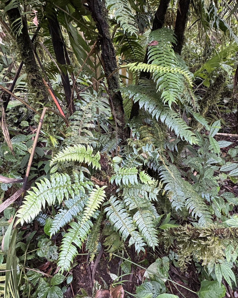 Lomagramma lomarioides (Lomagramma lomarioides)