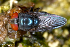 Image of Chloroprocta idioidea