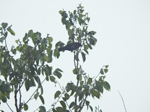 Silver-beaked Tanager
