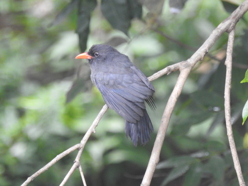 Black-fronted Nunbird