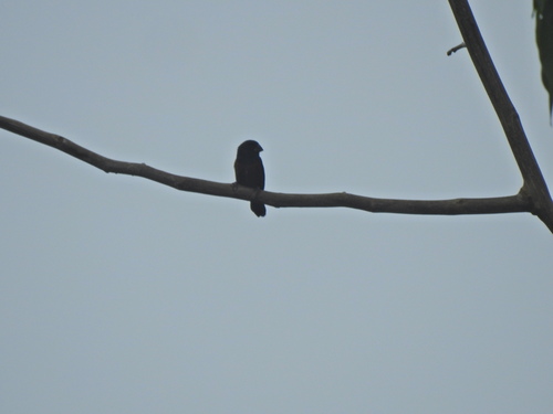 Chestnut-bellied Seed-Finch