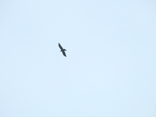 Mississippi Kite