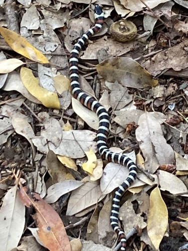 iNaturalist observation photo of California Mountain Kingsnake