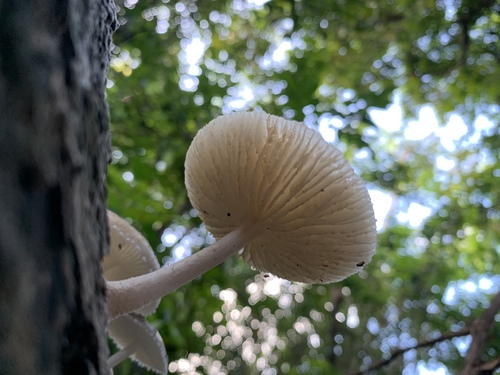 Oudemansiella canarii