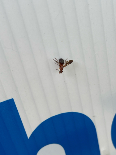 Unknown species found near Dogwood Trace Blvd, Lexington, KY, US