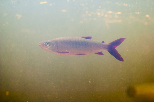 Pink-tailed Chalceus