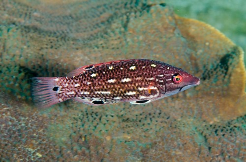 Redfin Hogfish