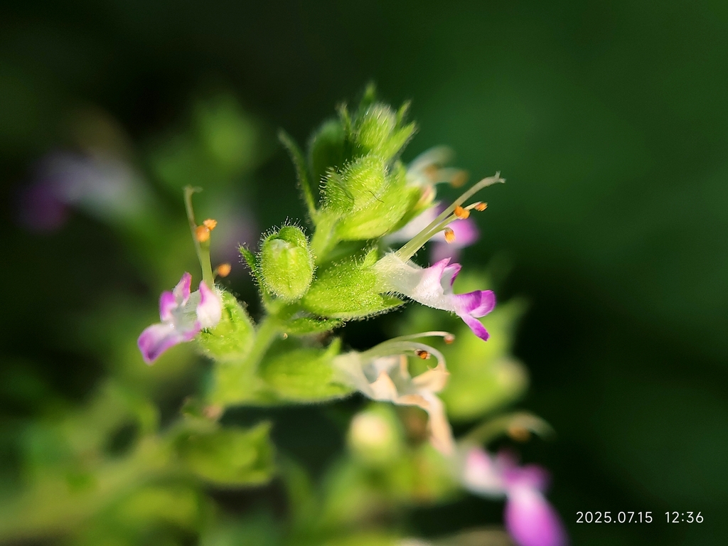 Teucrium viscidum (Teucrium viscidum)