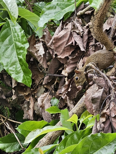 Ingram's Squirrel