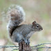 Allen's Squirrel - Photo (c) Arnulfo Moreno-Valdez, all rights reserved, uploaded by Arnulfo Moreno-Valdez