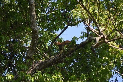 Sri Lankan Giant Squirrel