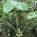 Xanthosoma dodsonii - Photo (c) dawnvla, todos os direitos reservados