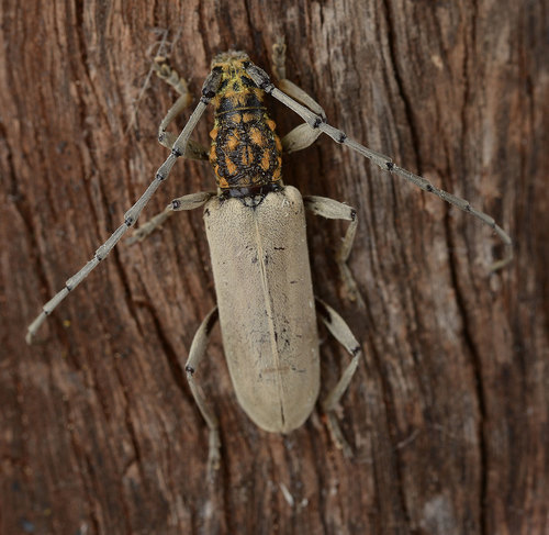 Spiniderolus