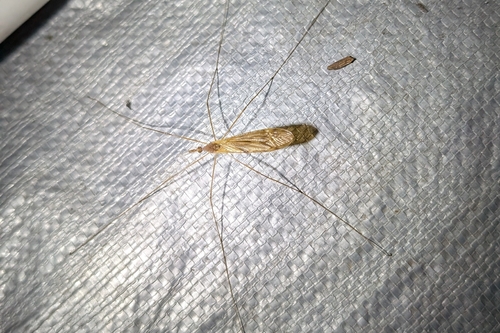 Unknown species found near Lincoln Square, Chicago, IL, USA