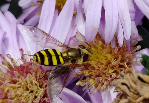 Unknown species found near Johnson City, TN 37601, USA