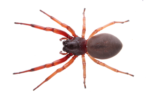 Broad-faced Sac Spider