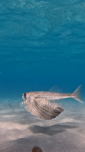 Dactylopterus volitans