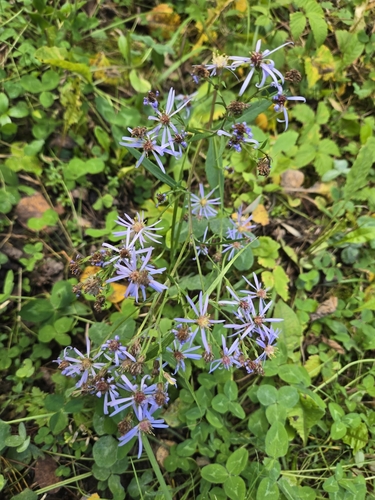 Lindley's Aster