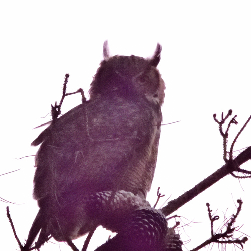 View observation of {o.common_name} on iNaturalist