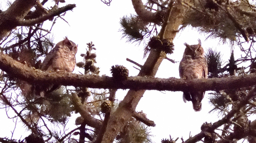 View observation of {o.common_name} on iNaturalist