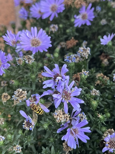 Unknown species found near Bloomington Commons, Bloomington, IL, US