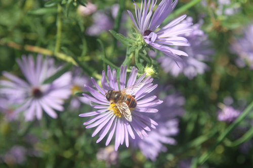 Unknown species found near Oxford St N, Saint Paul, MN, US
