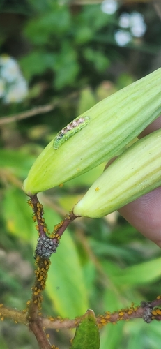 Unknown species found near Berlin Township, OH, USA