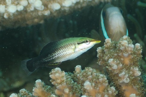 Bird Wrasse