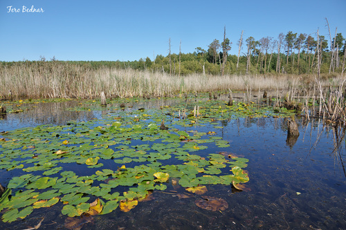 Nymphaea alba