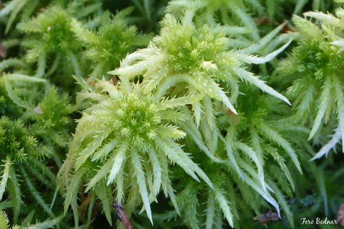 Sphagnum